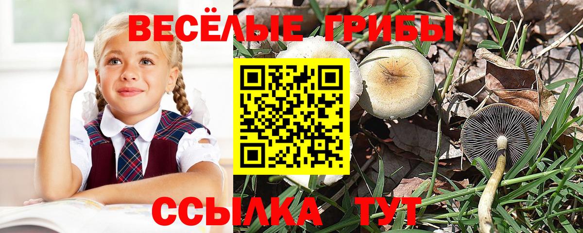 Котельники  Галлюциногенные грибы Psilocybe  Галлюциногенные грибы ЛСД  Вход с VPN 